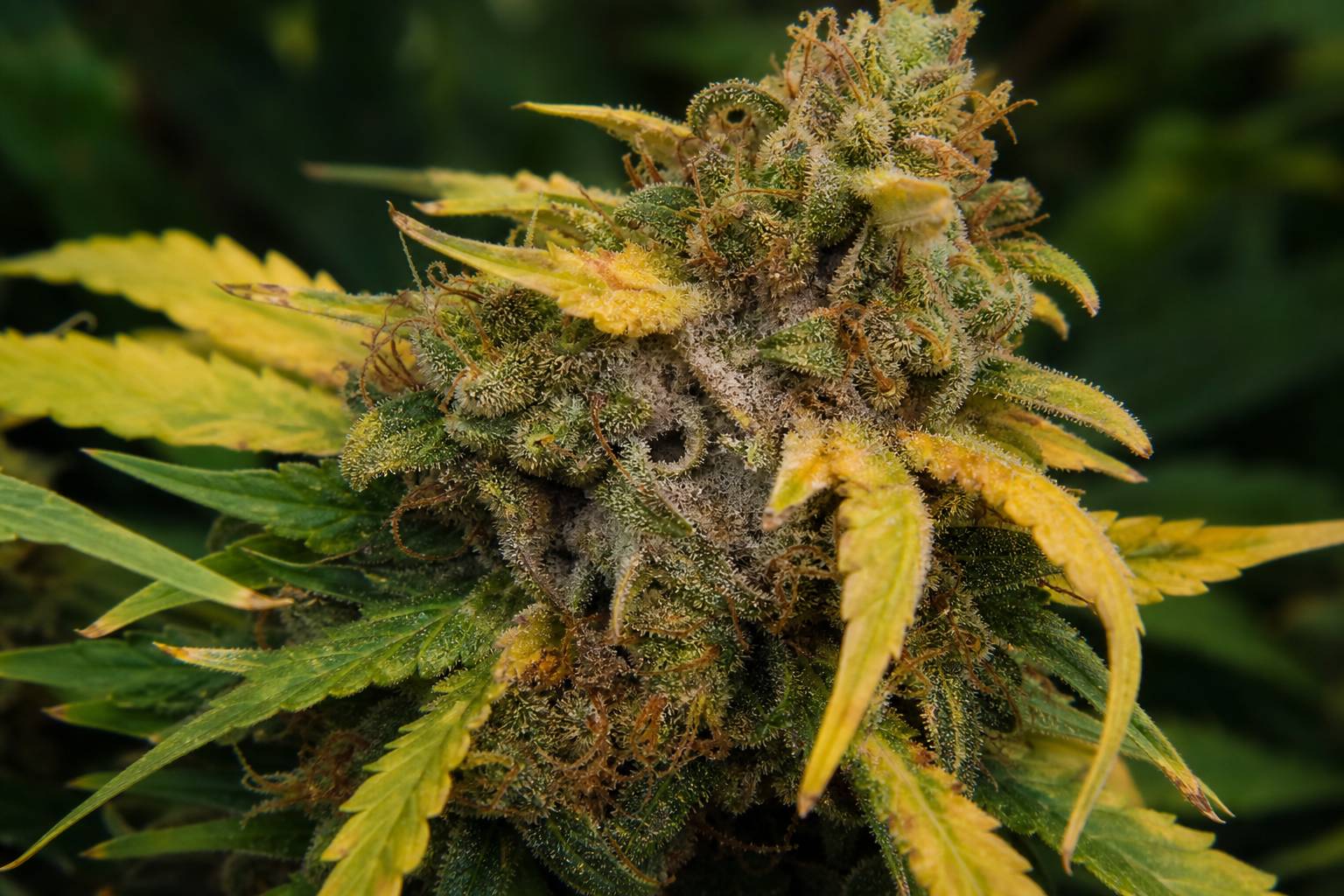 Botrytis en cannabis: qué es y cómo reconocerla