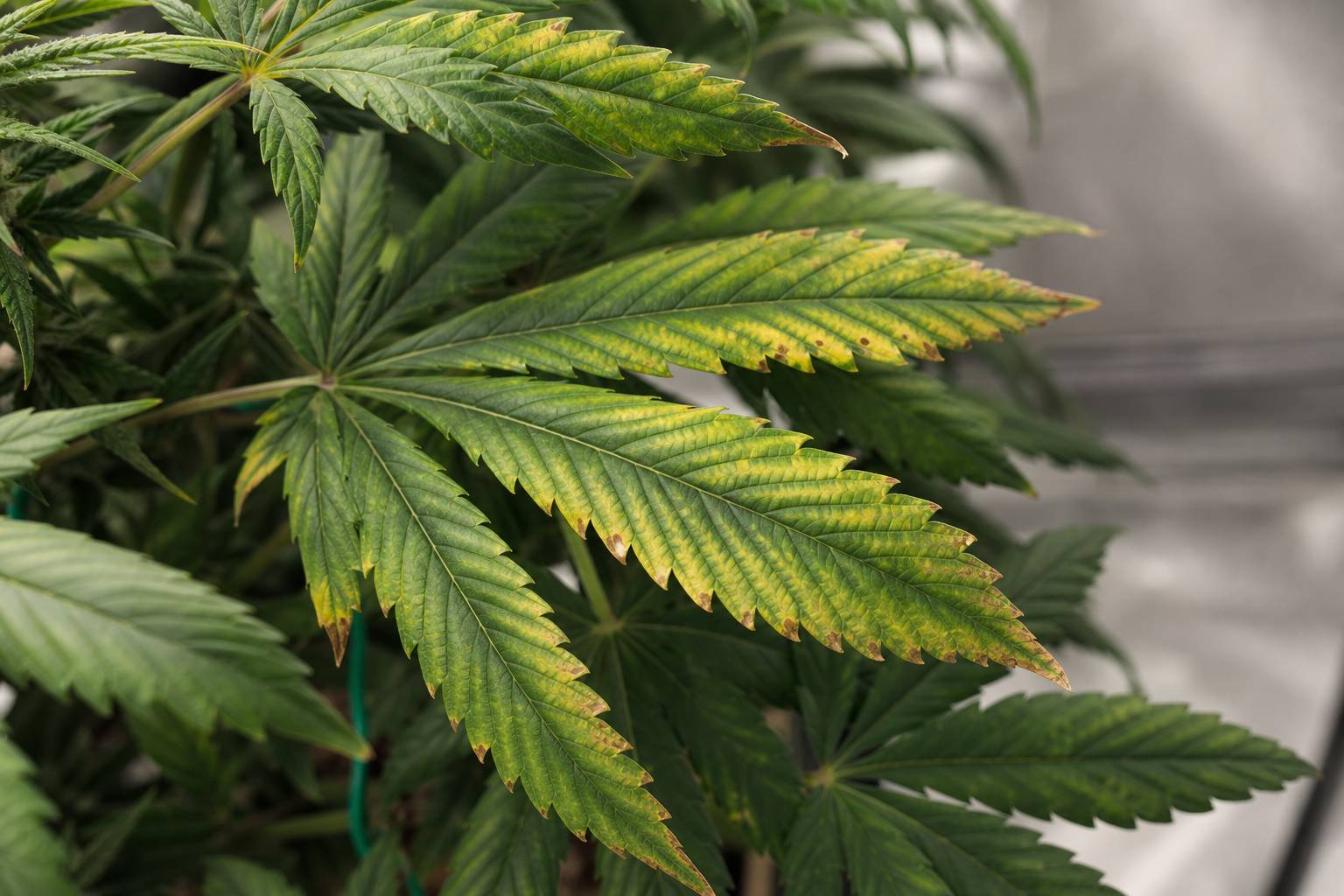 Cómo interpretar las hojas de marihuana para detectar problemas
