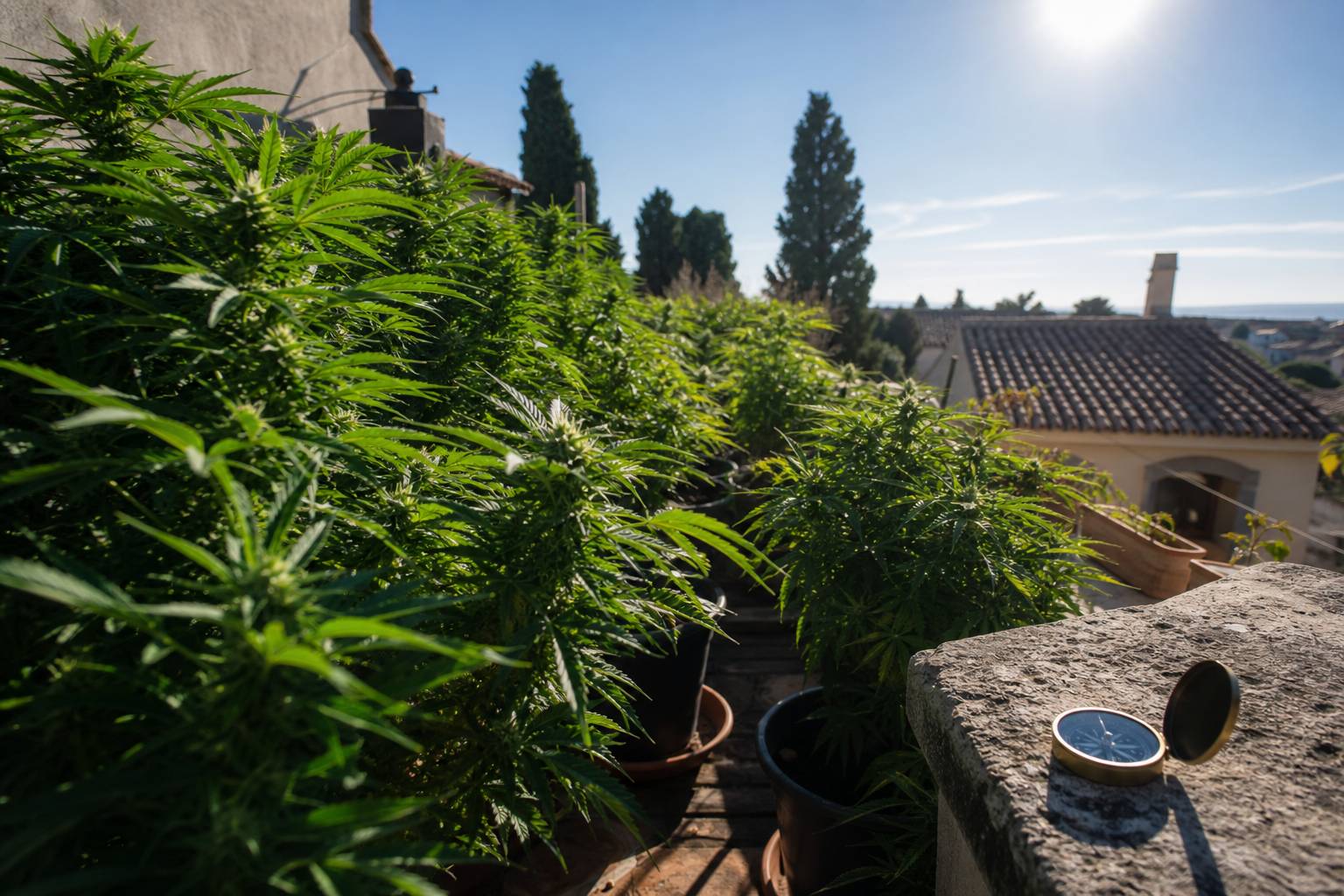 Cuántas horas de sol necesita una planta de marihuana en exterior