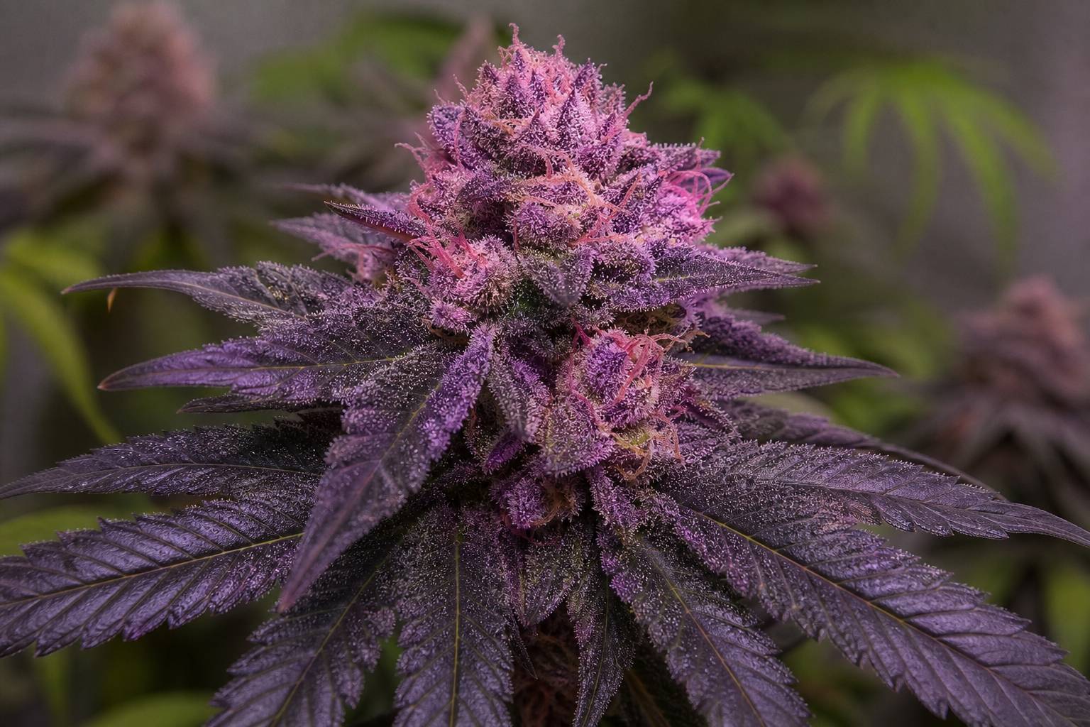 Marihuana lila, rosa, blanca o negra: por qué algunas plantas cambian de color