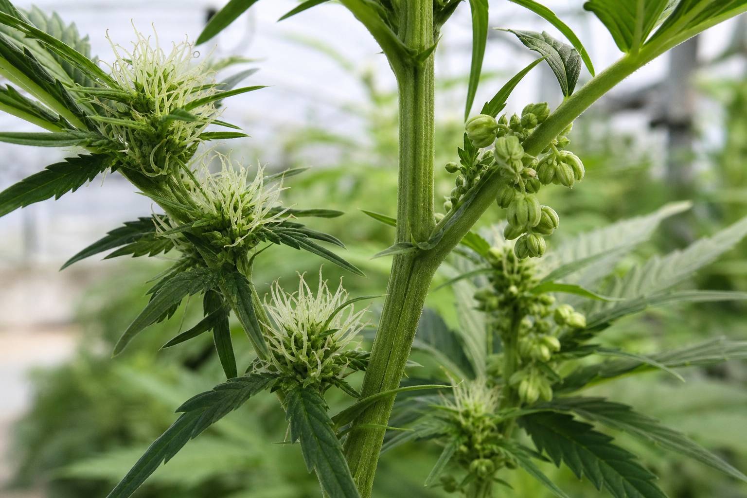 Planta de marihuana macho vs hembra: diferencias y señales para identificarlas a tiempo